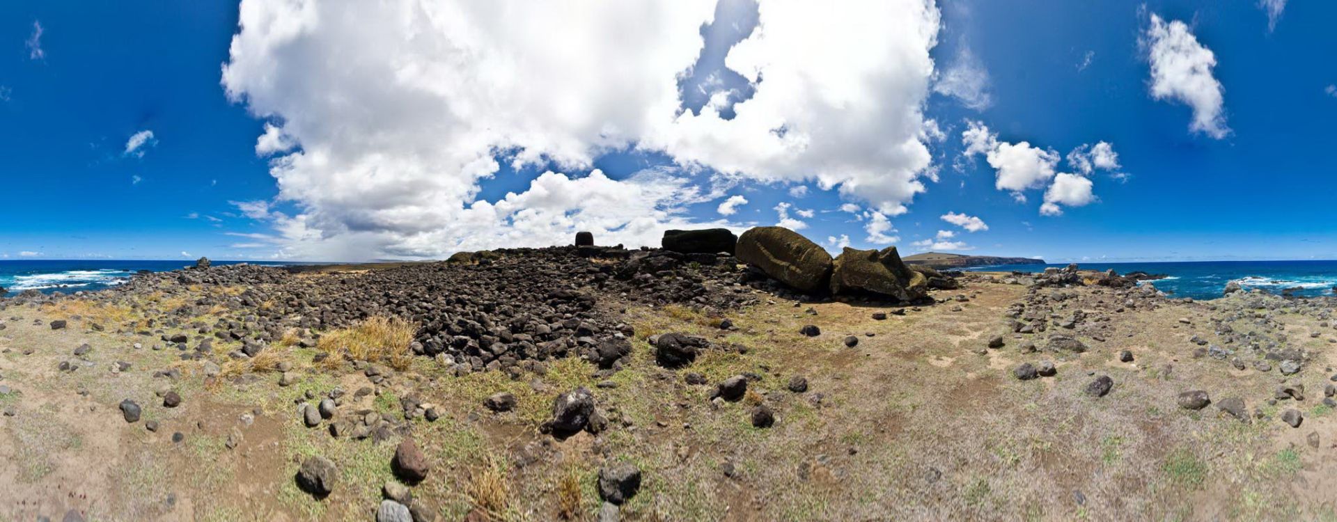 One Makihi (Seen from Back)